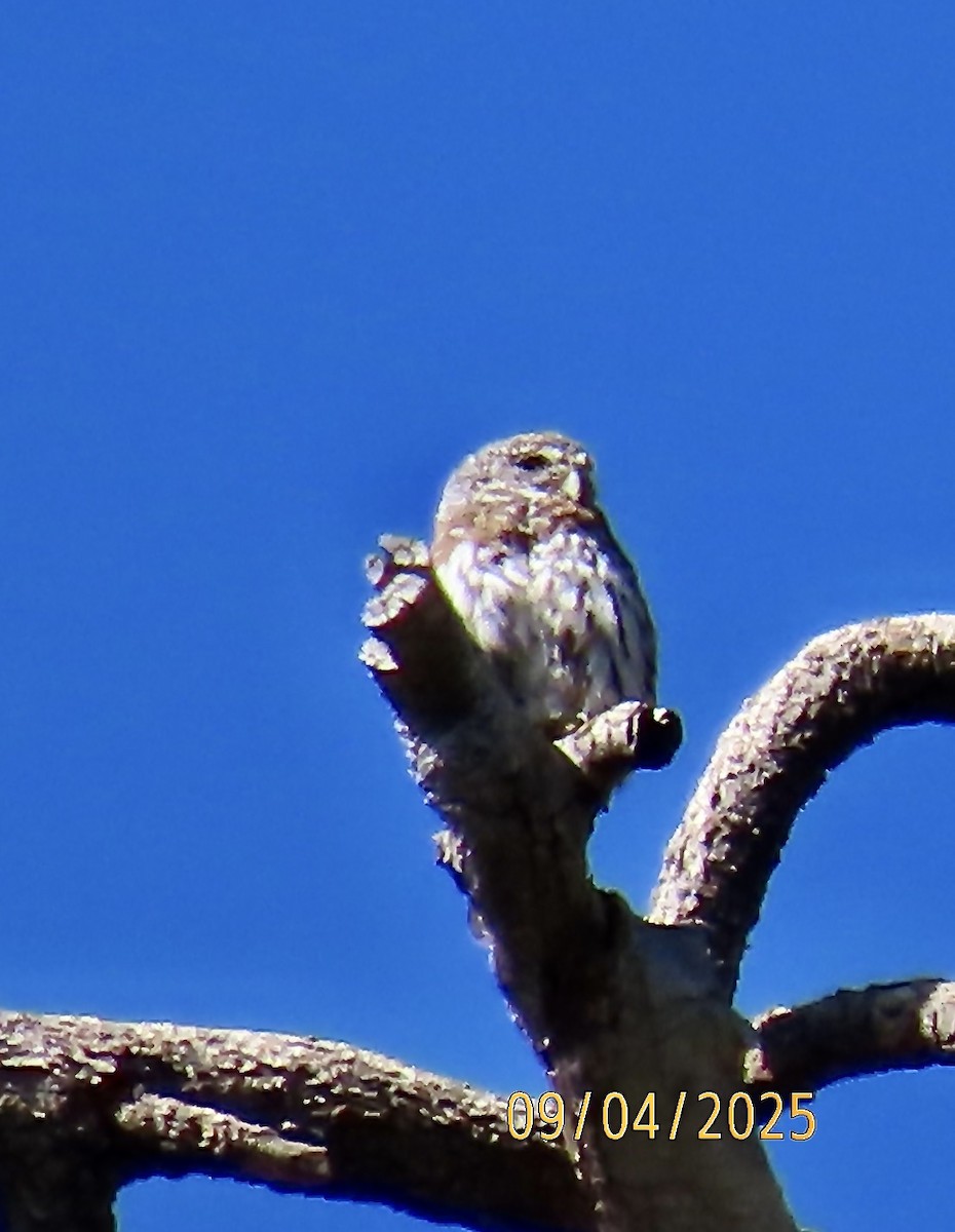 Northern Pygmy-Owl - ML641747341