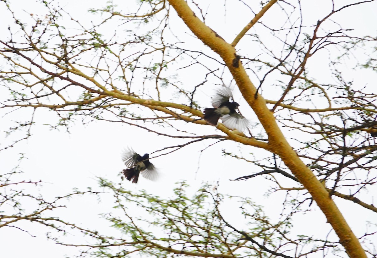 White-bellied Tit - ML641747365