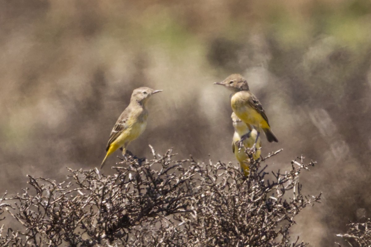 Yellow Chat - ML641747369