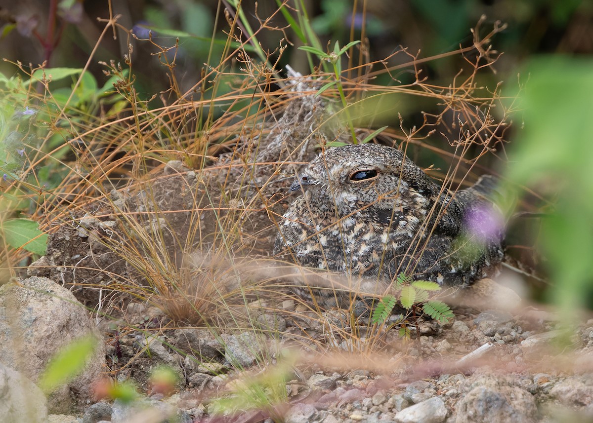 Savanna Nightjar (Sunda) - ML641747391