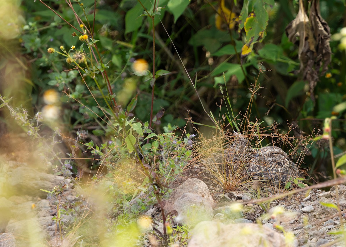 Savanna Nightjar (Sunda) - ML641747392