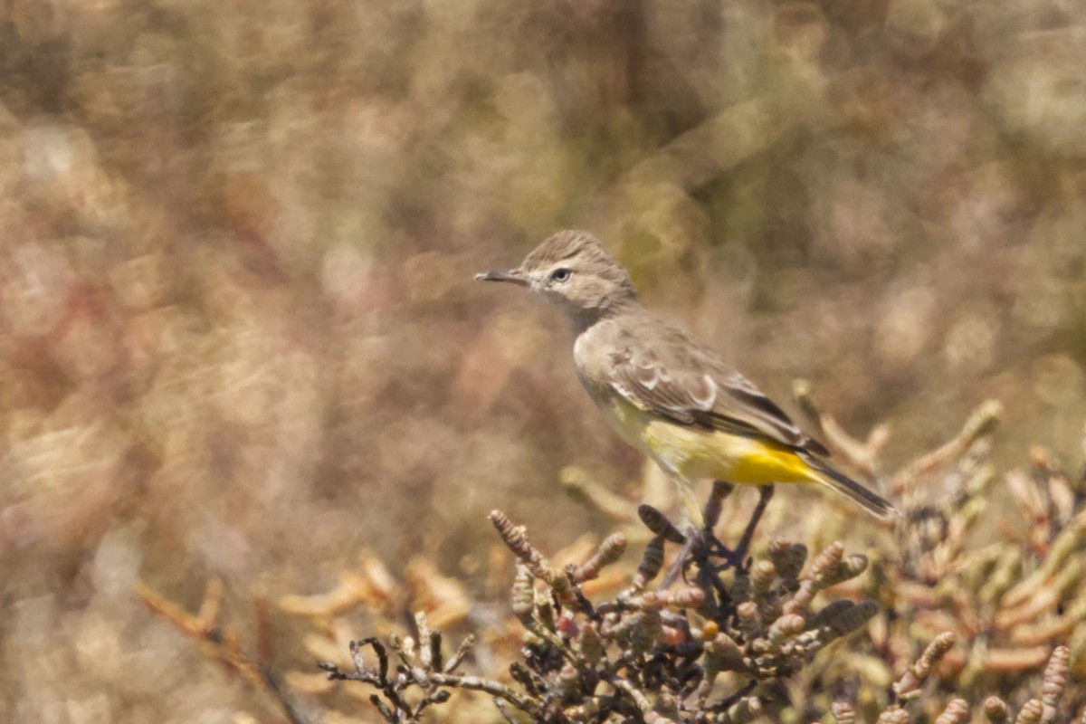 Yellow Chat - ML641747397