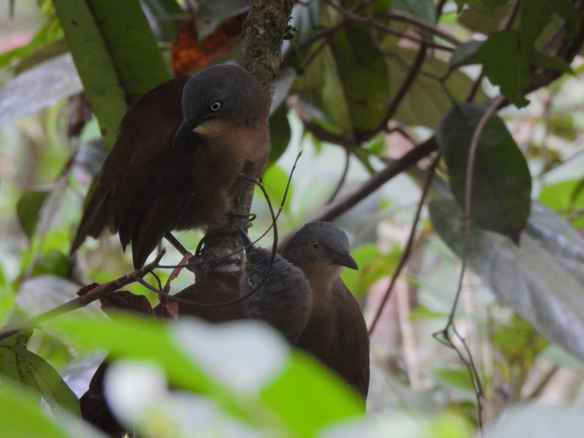 Ashy-headed Laughingthrush - ML641747398