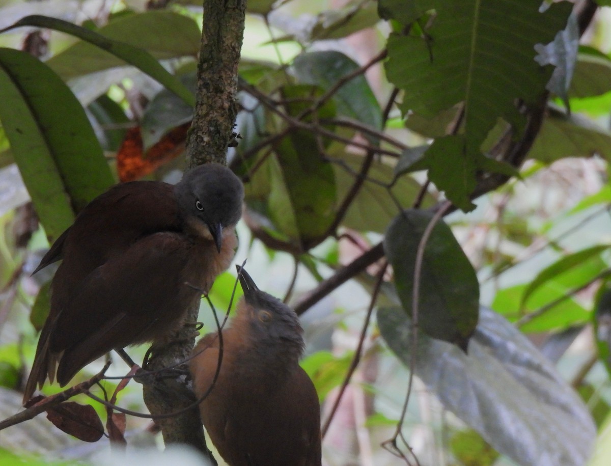 Ashy-headed Laughingthrush - ML641747399