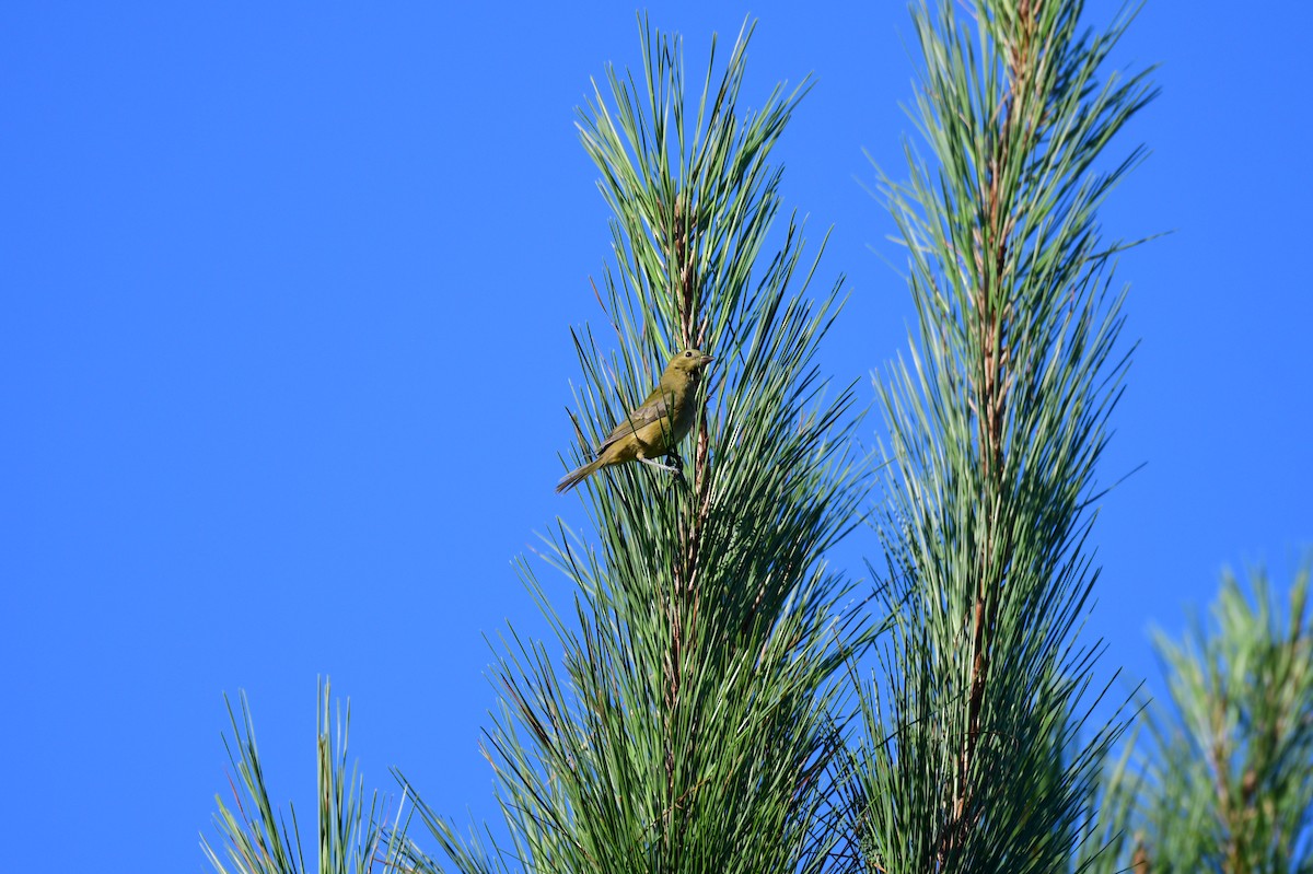 Painted Bunting - ML641747402