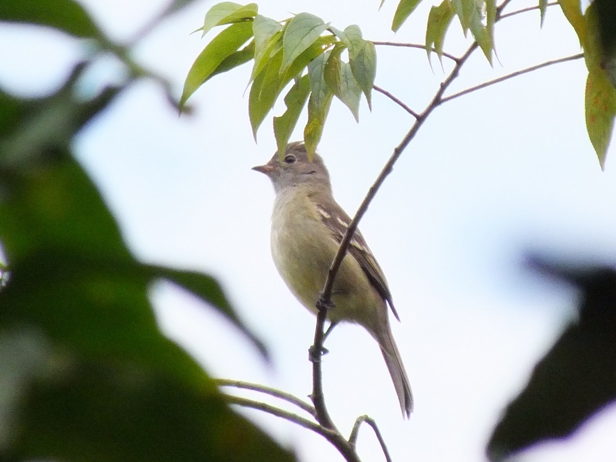 Yellow-bellied Elaenia - ML641747419