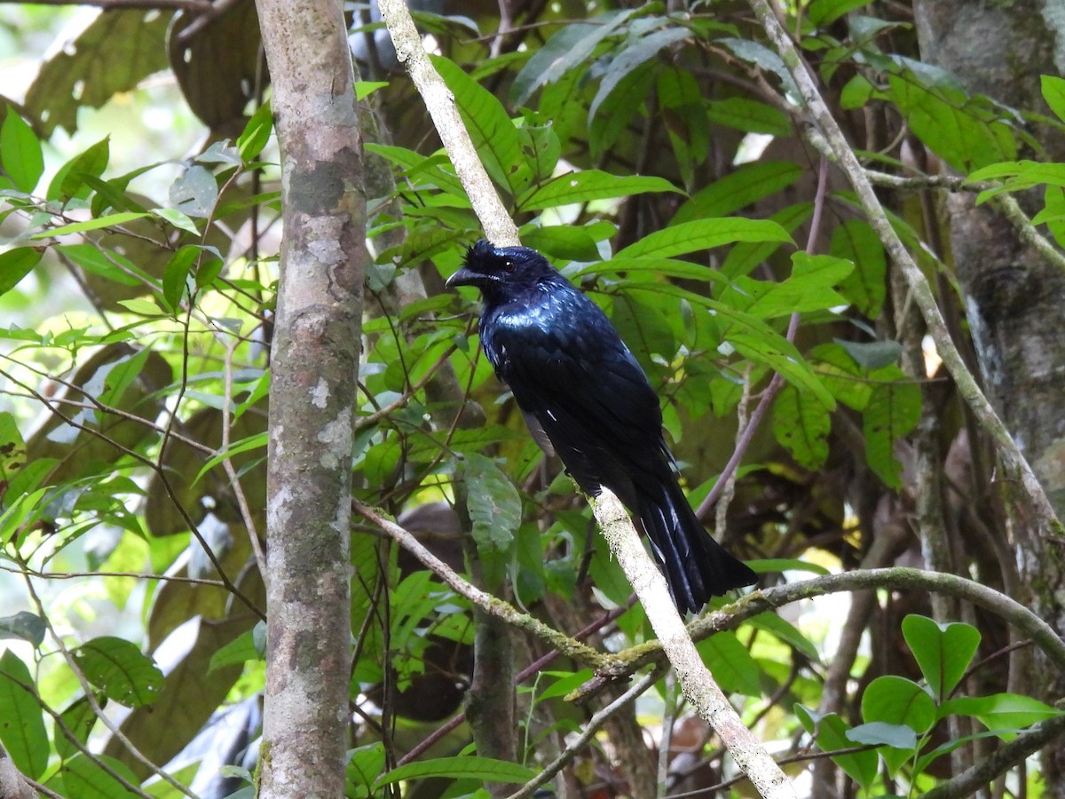 Sri Lanka Drongo - ML641747428