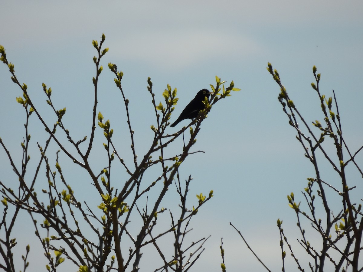 Spectacled Tyrant - ML641747430