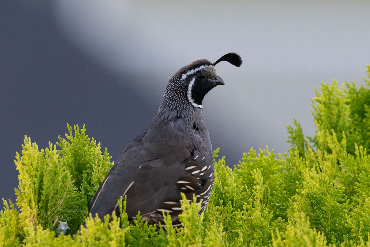 California Quail - ML641747435