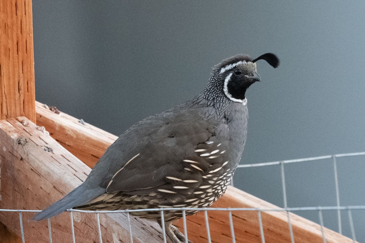 California Quail - ML641747441