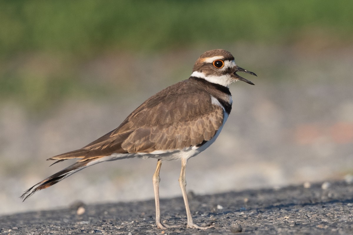 Killdeer - ML641747444