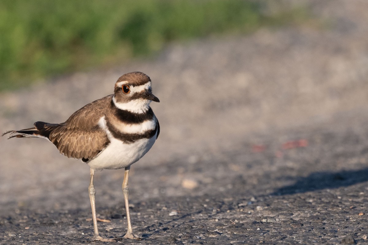 Killdeer - ML641747445