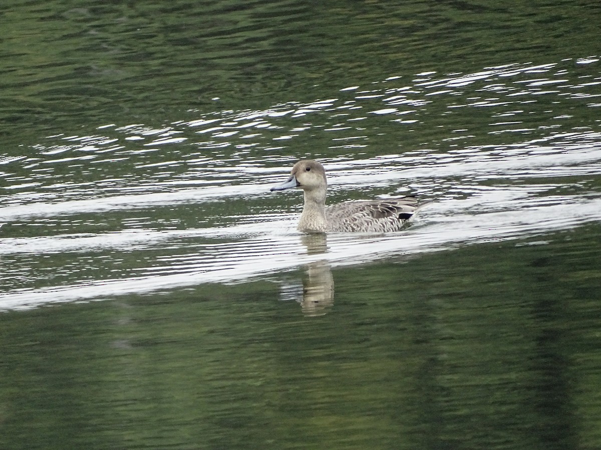 Northern Pintail - ML641747449