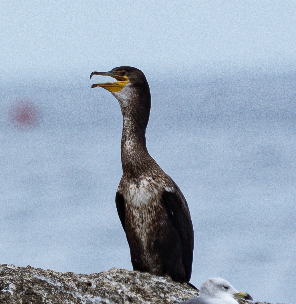 Japanese Cormorant - ML641747451