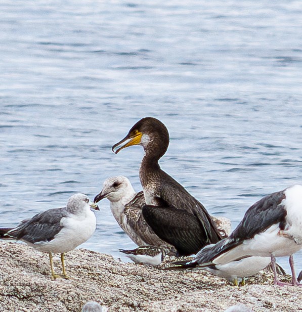 Japanese Cormorant - ML641747460