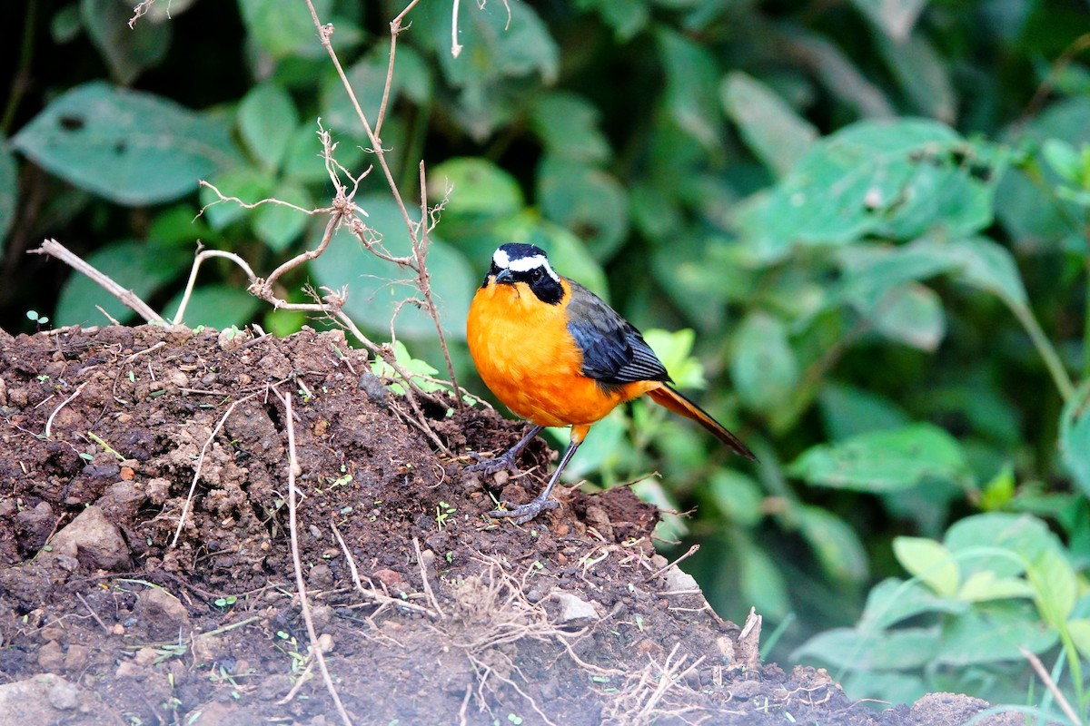 White-browed Robin-Chat - ML641747494