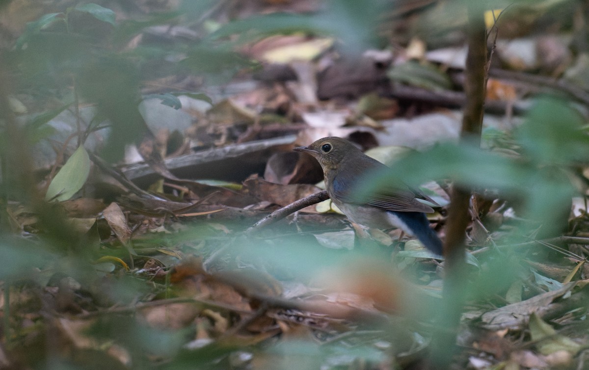 Siberian Blue Robin - ML641747516