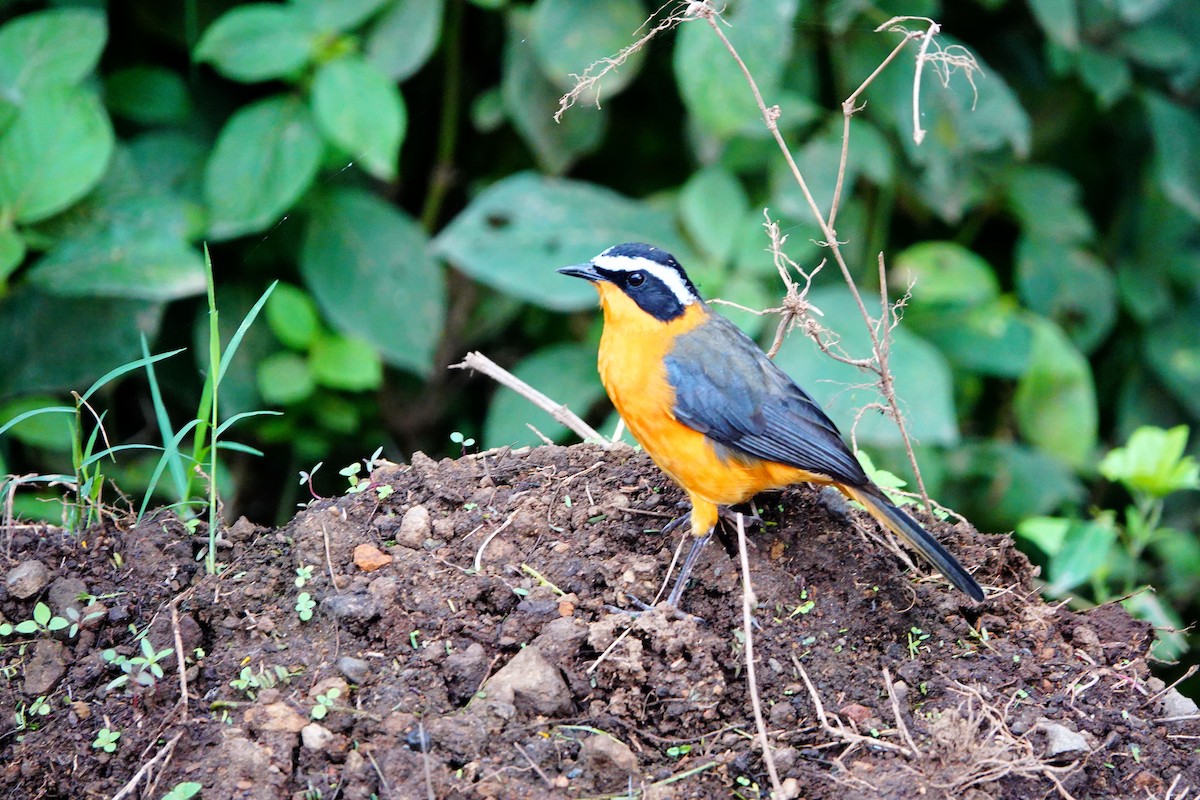 White-browed Robin-Chat - ML641747518