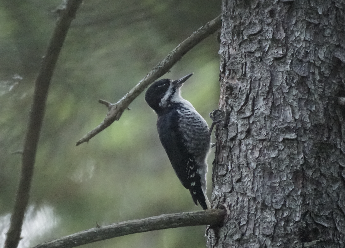 Black-backed Woodpecker - ML641747520