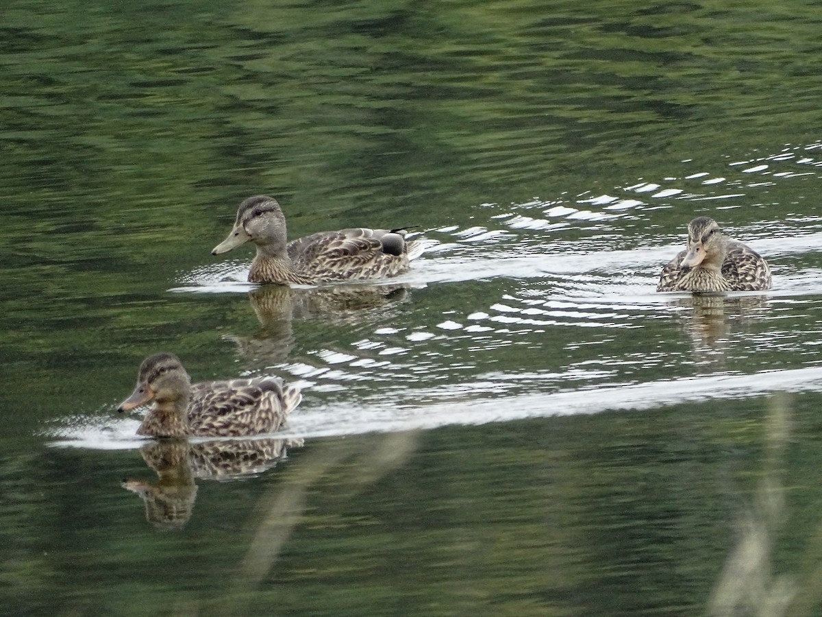 Mallard - ML641747525