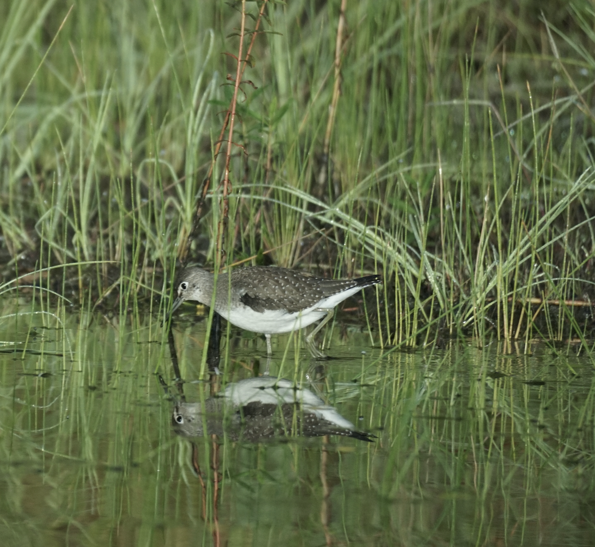 Solitary Sandpiper - ML641747530