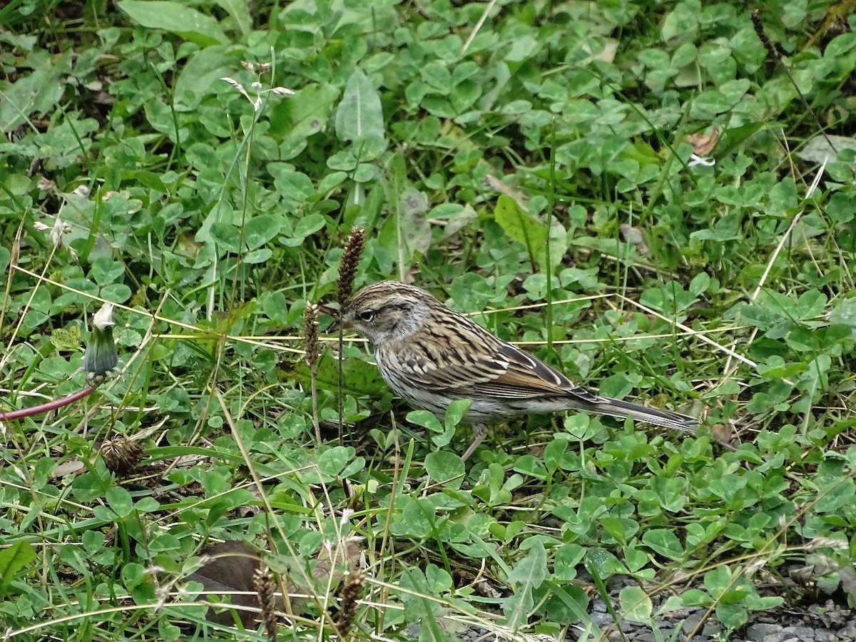 Chipping Sparrow - ML641747533