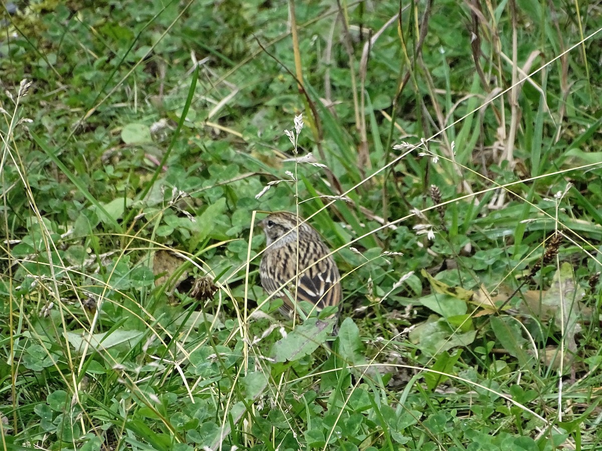 Chipping Sparrow - ML641747534