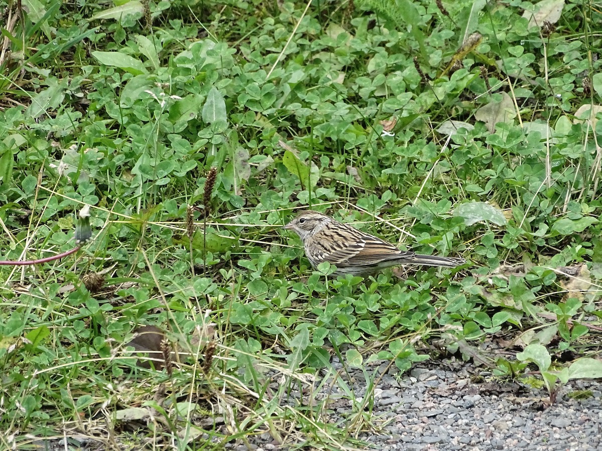 Chipping Sparrow - ML641747535