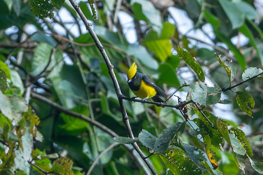 Sultan Tit - ML641747540