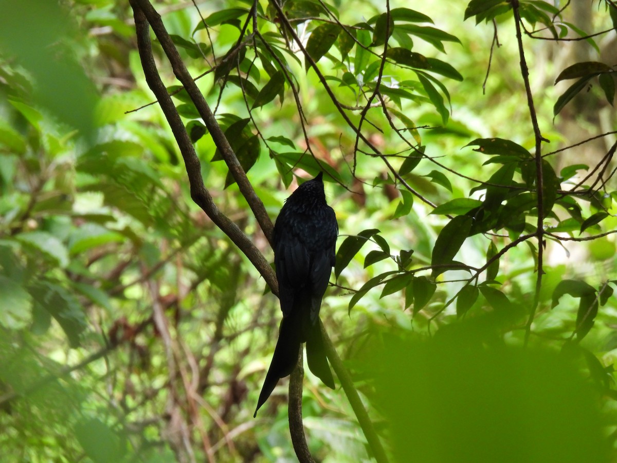 Sri Lanka Drongo - ML641747542