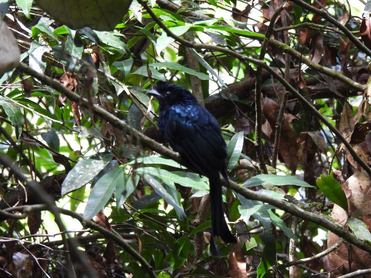 Sri Lanka Drongo - ML641747543