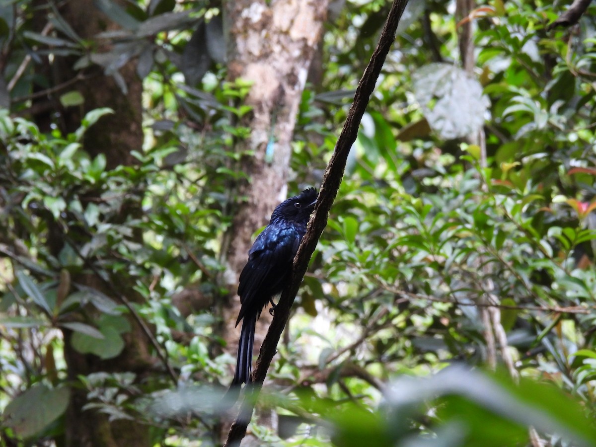 Sri Lanka Drongo - ML641747544