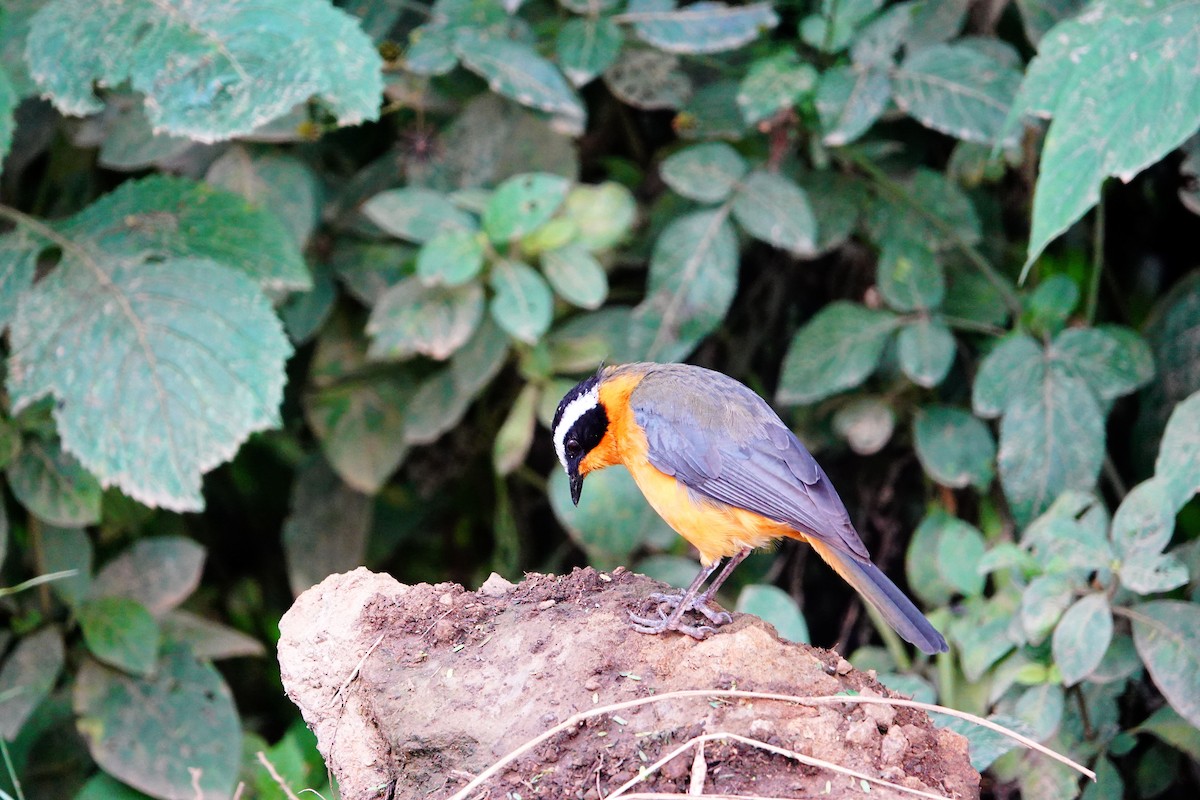White-browed Robin-Chat - ML641747549