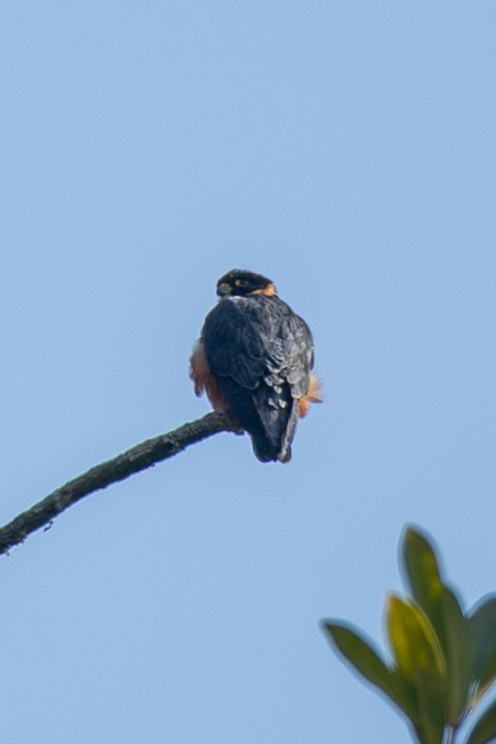 Oriental Hobby - ML641747564