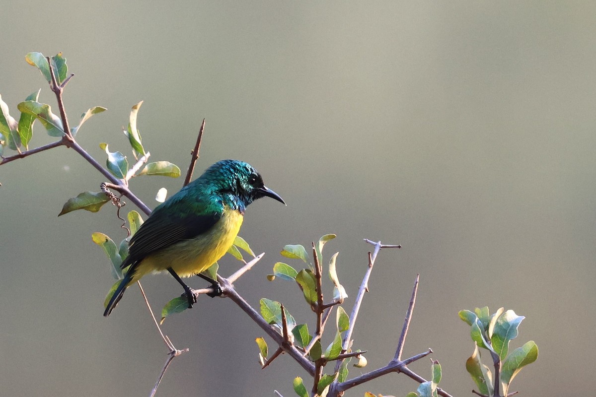 Collared Sunbird - ML641747565
