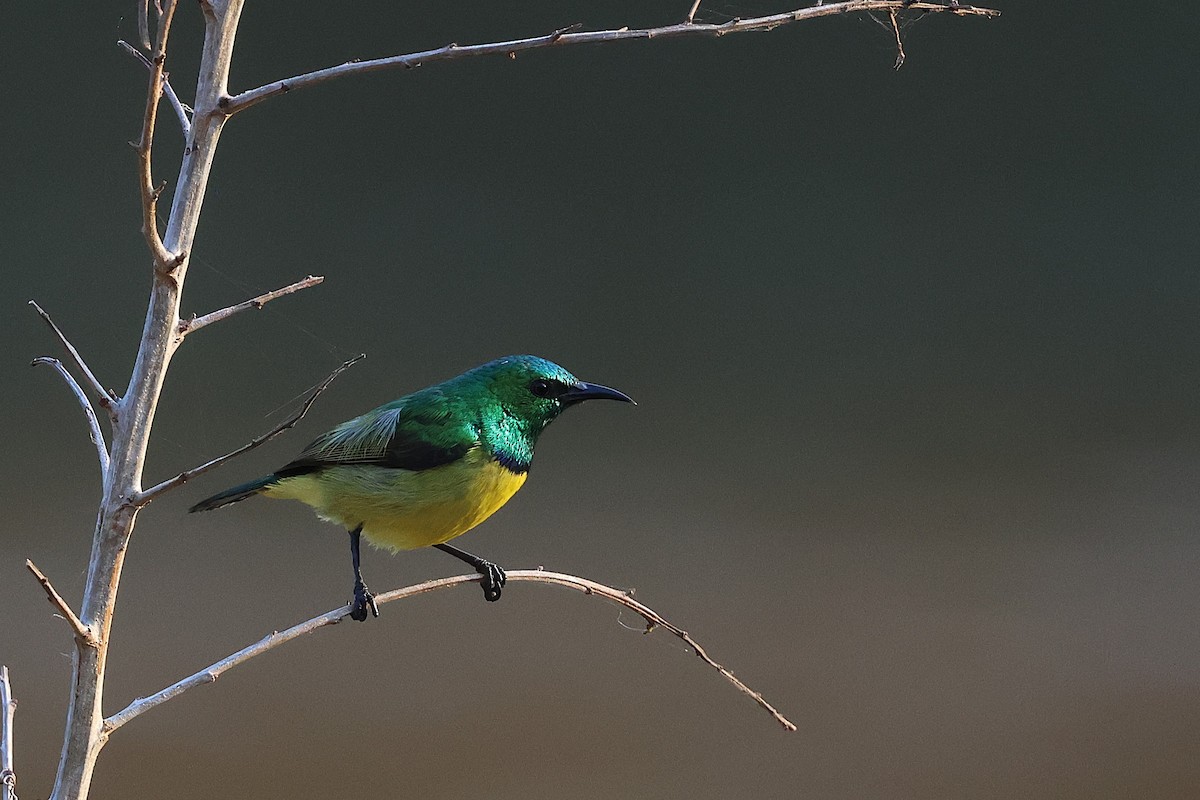 Collared Sunbird - ML641747566