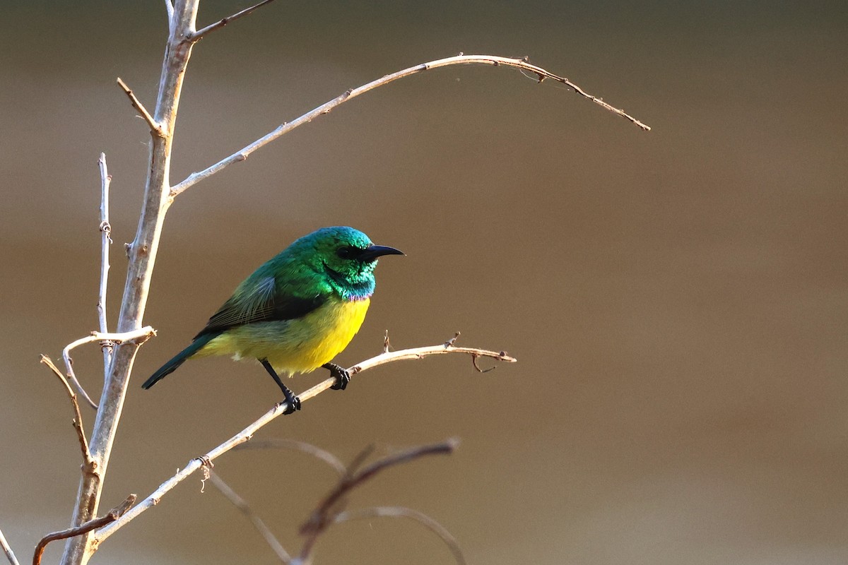 Collared Sunbird - ML641747567
