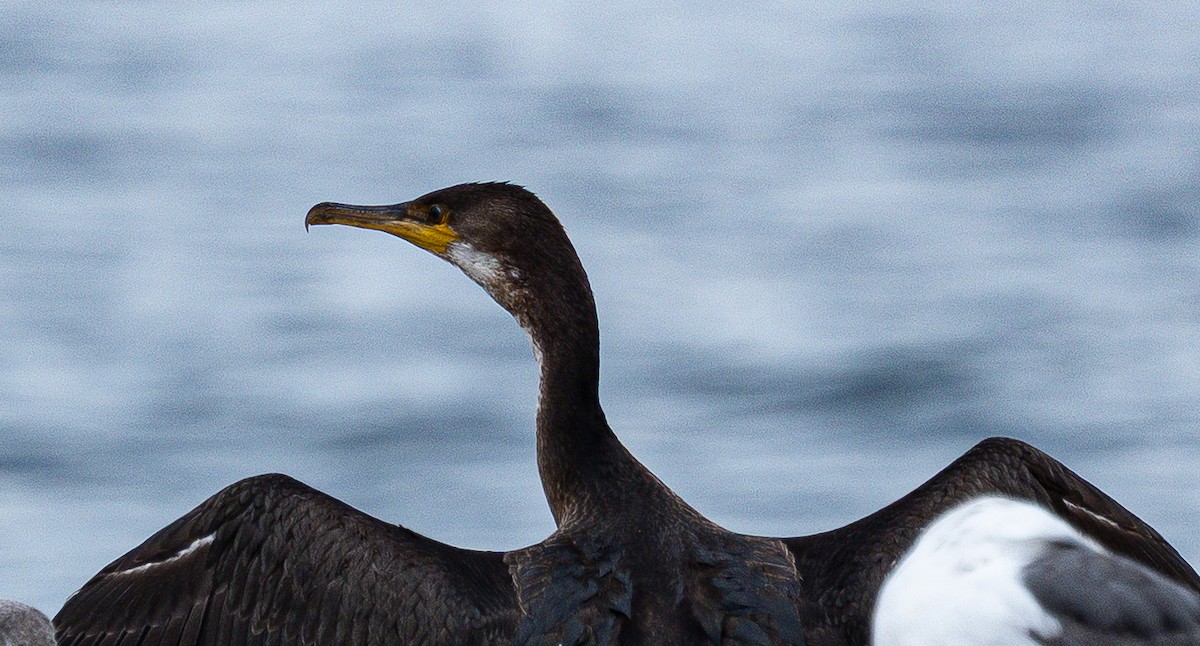 Japanese Cormorant - ML641747572