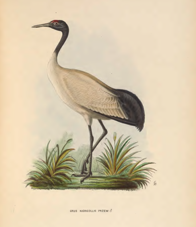 Black-necked Crane - ML641747575