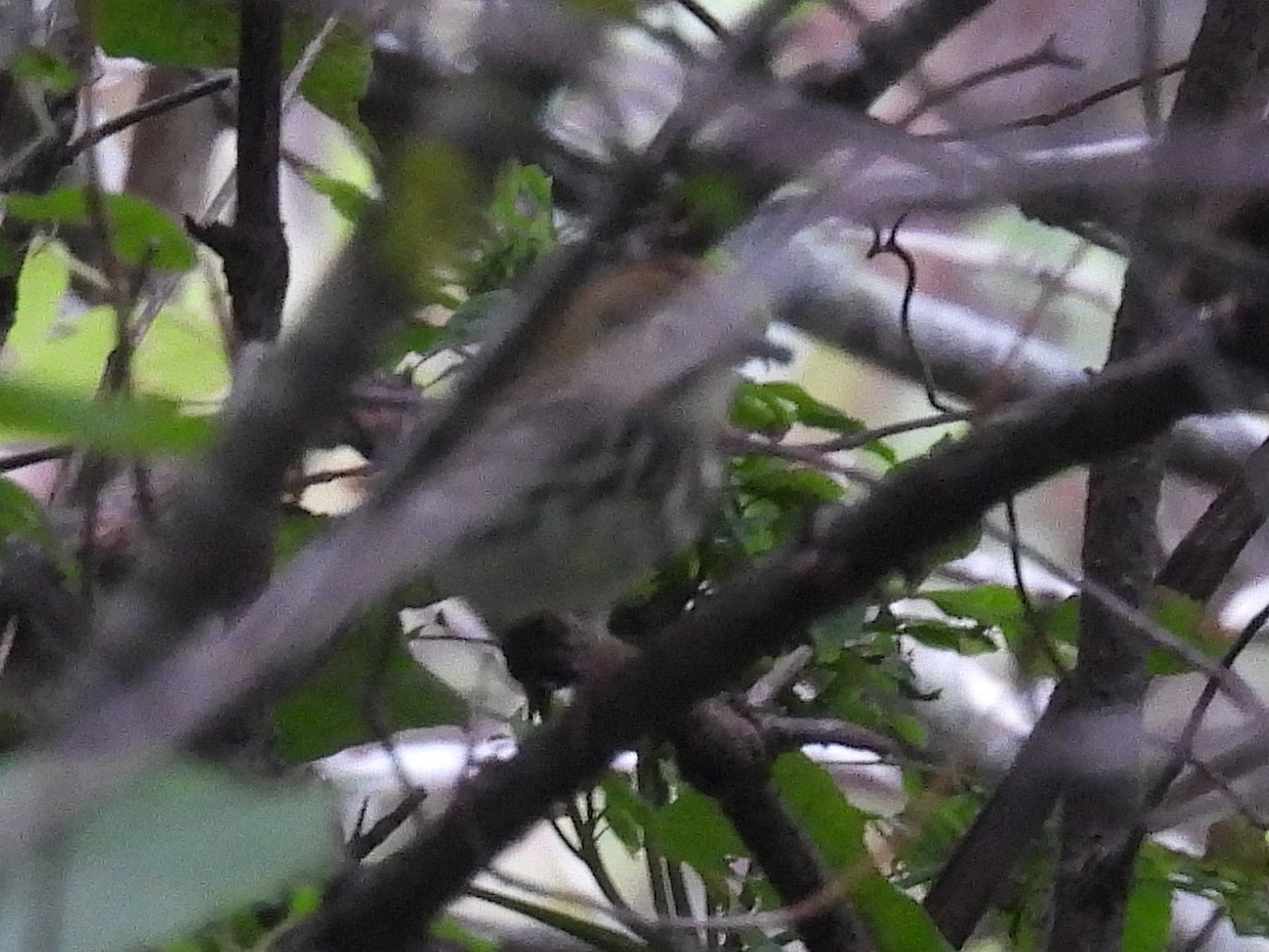 Ovenbird - ML641747576