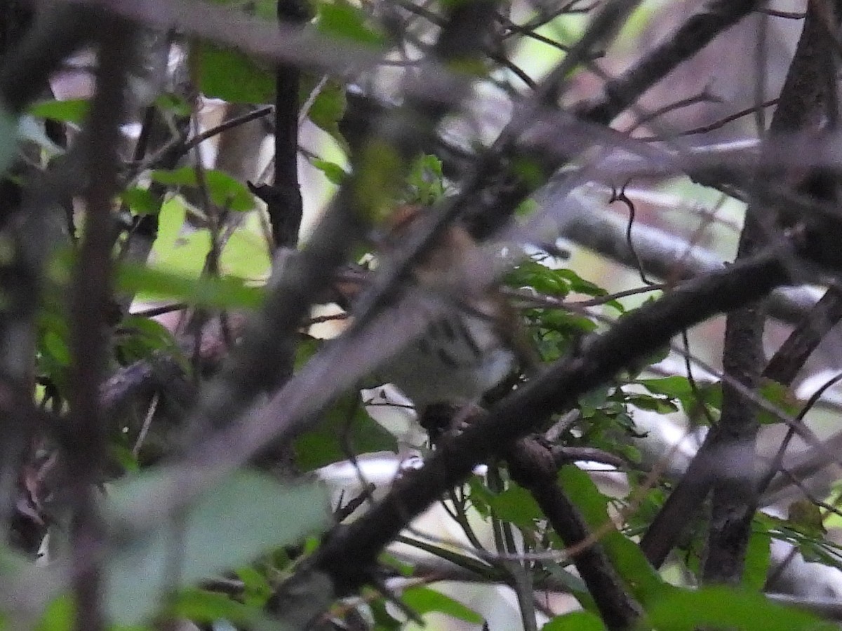 Ovenbird - ML641747577