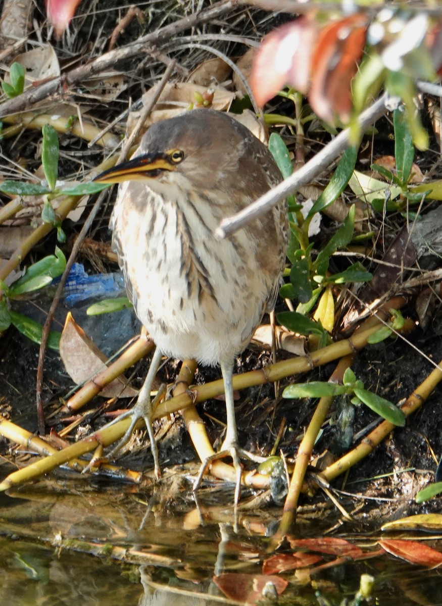 Cinnamon Bittern - ML641747582