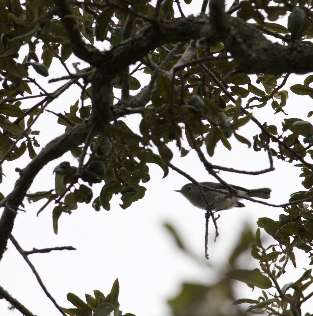 Blue-gray Gnatcatcher - ML641747587
