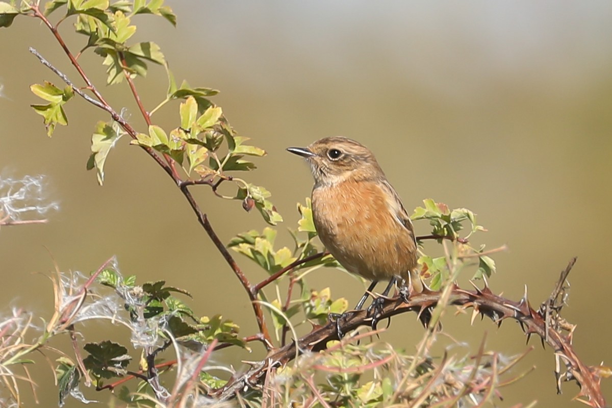 European Stonechat - ML641747604