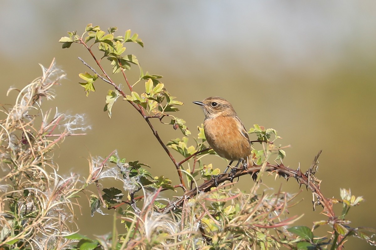 European Stonechat - ML641747605