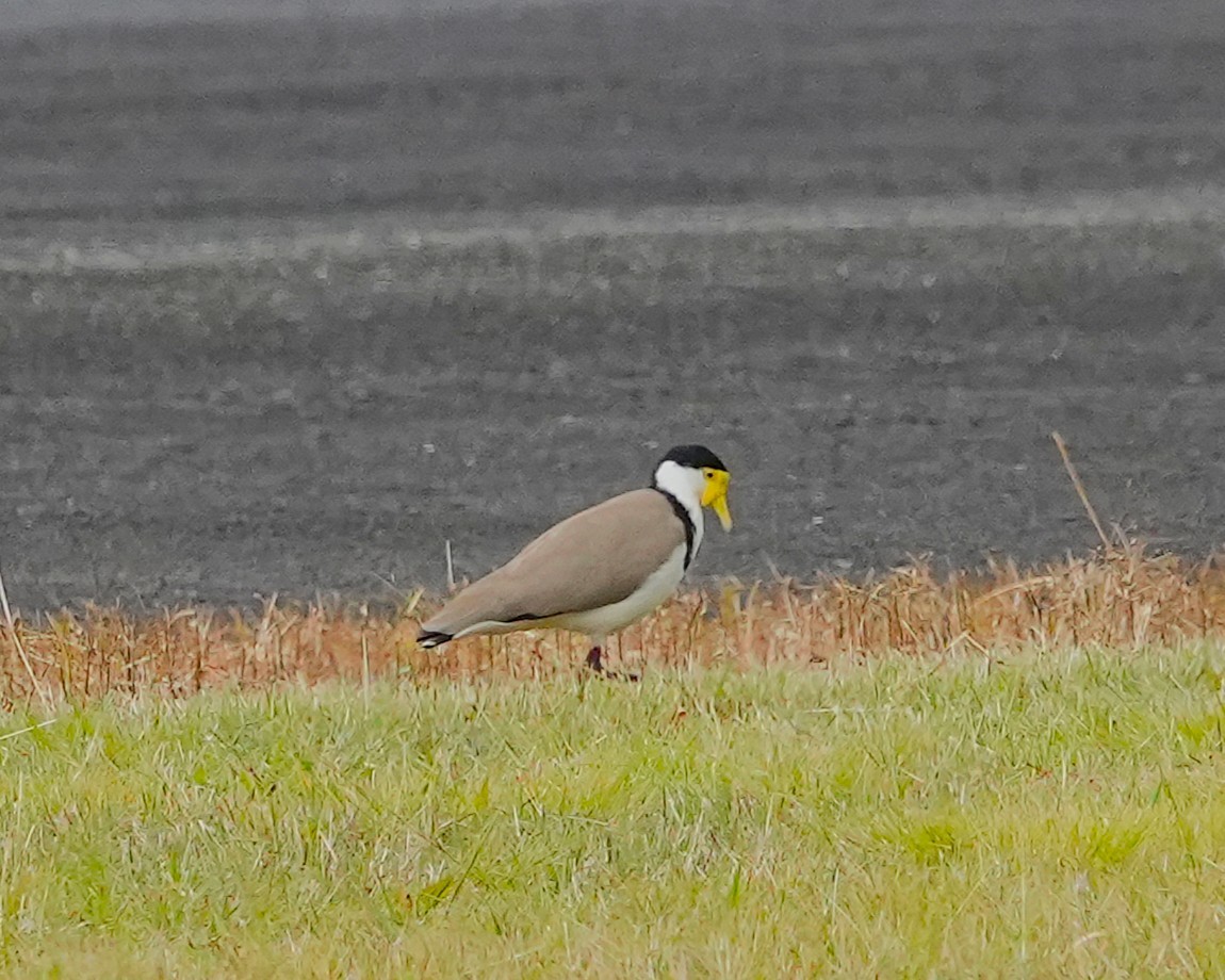 Masked Lapwing - ML641747622