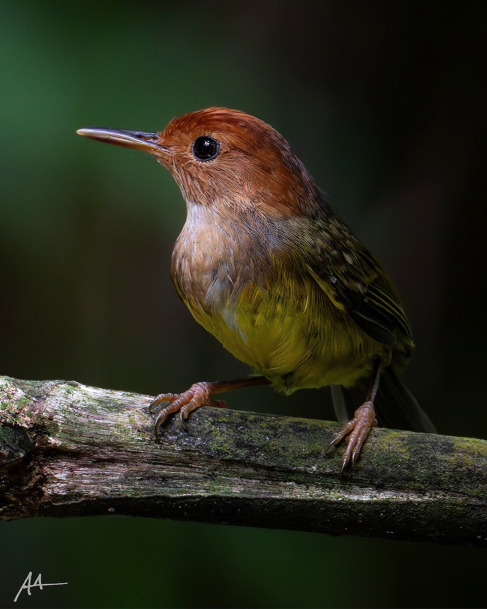 Rufous-headed Tailorbird - ML641747629