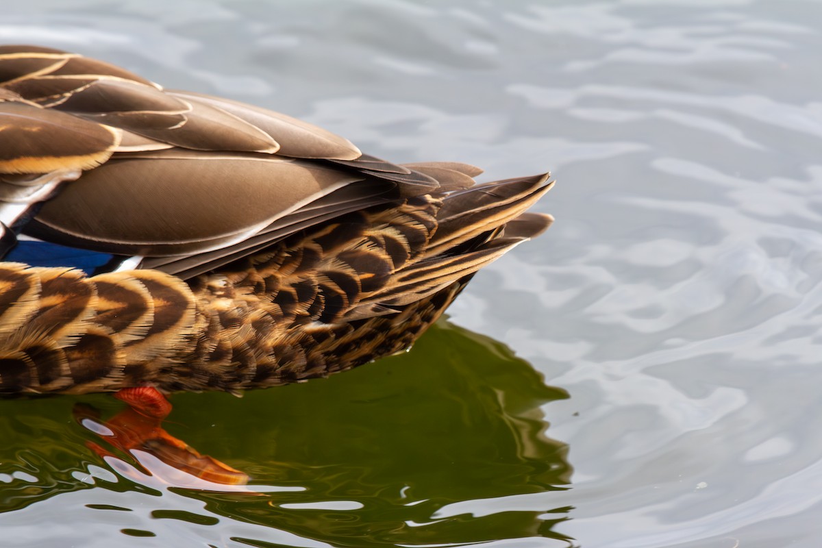 Mallard x American Black Duck (hybrid) - ML641747636