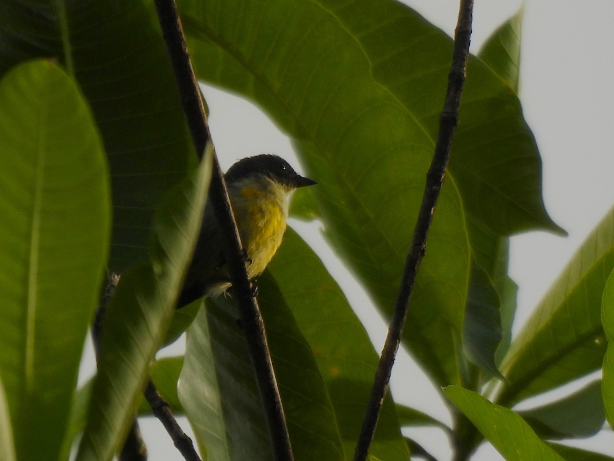 White-throated Flowerpecker - ML641747658