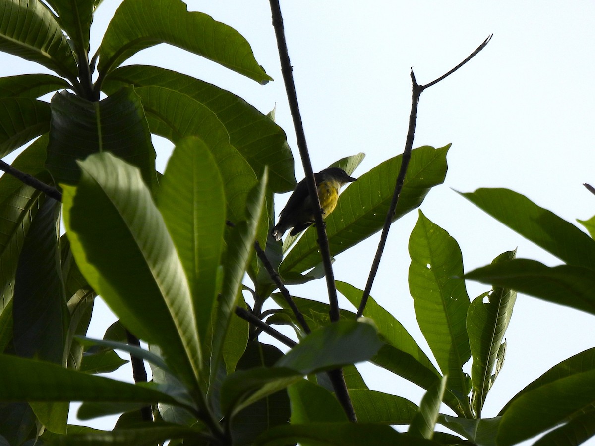 White-throated Flowerpecker - ML641747660